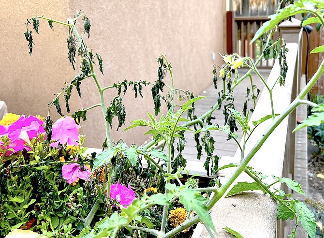 Last week's freeze claimed one tomato plant in Genoa while another right next to it survived. Temperatures are expected to approach freezing again in the middle of next week.