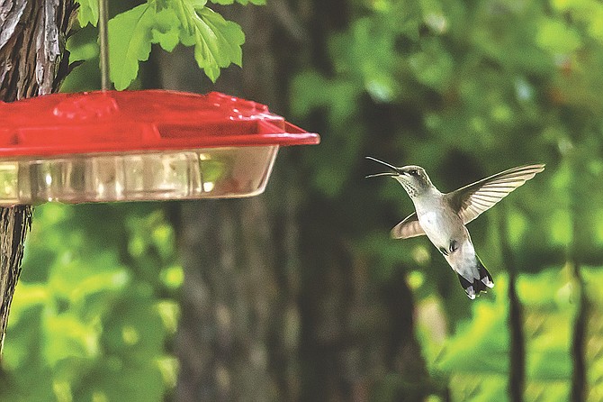 A hummingbird at a feeder in August. Photo special to The R-C by Jay Aldrich
