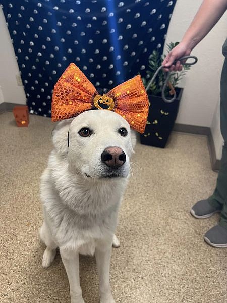 Otis is a 1-year-old husky mix at the Douglas County Animal Shelter. He's young enough to perhaps survive someone who adopted him. To meet Otis or another pet, contact the Douglas County Animal Shelter at 775-782-9061.