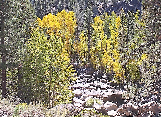 The West Fork of the Carson River flows through golden aspens on its way to Carson Valley.