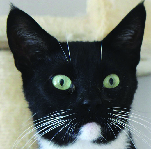 Louie, an adorable green-eyed 2-year-old tuxedo, loves attention and talking. He is very sweet but can be a bit shy until he is comfortable. Relaxing, petting, and lazing in his cat tree are his “M.O.”