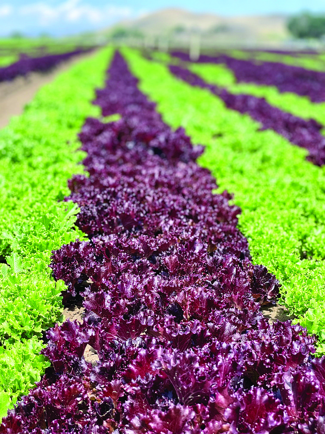 Peri & Sons Farms grows spring mix — spinach, and wide varieties of lettuces — in Yerington.