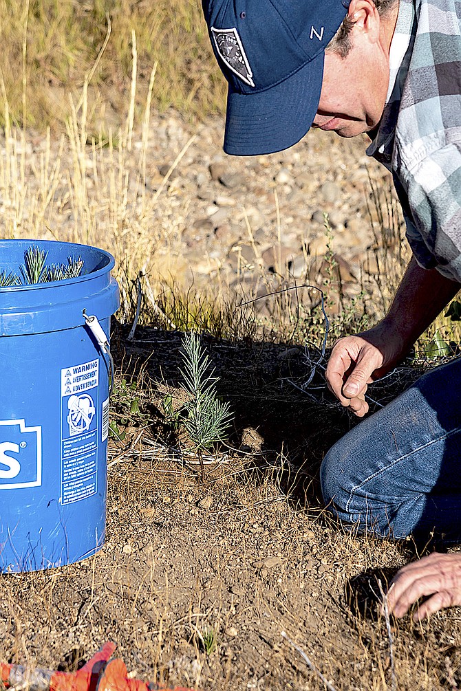 Luke McIntire plants a Jeffery Pine on Saturday. Photo special to The R-C by Jay Aldrich