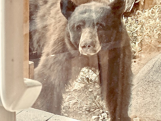 A bear made quick work of the bird feeder and was looking through the window for more.