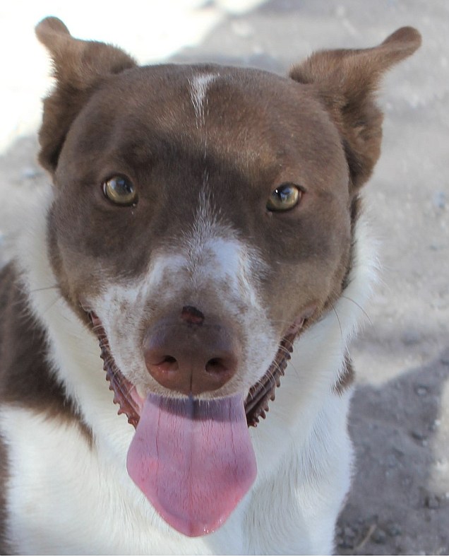 Red is a handsome 2.5-year-old Border Collie mix. Abandoned on the highway, he found his way to CAPS. His beautiful red coat and golden eyes sparkle.