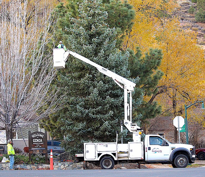 Gardnerville workers help hang Christmas lights on Hope Falcke's tree in Genoa in preparation for events starting Nov. 20. On Tuesday, Minden workers were hanging decorations downtown.