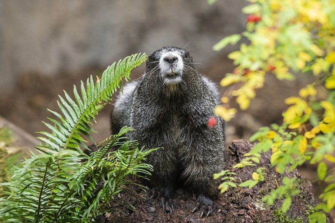Chestnut, a hoary marmot living in Mount Rainier National Park, now calls Northwest Trek Wildlife Park home.