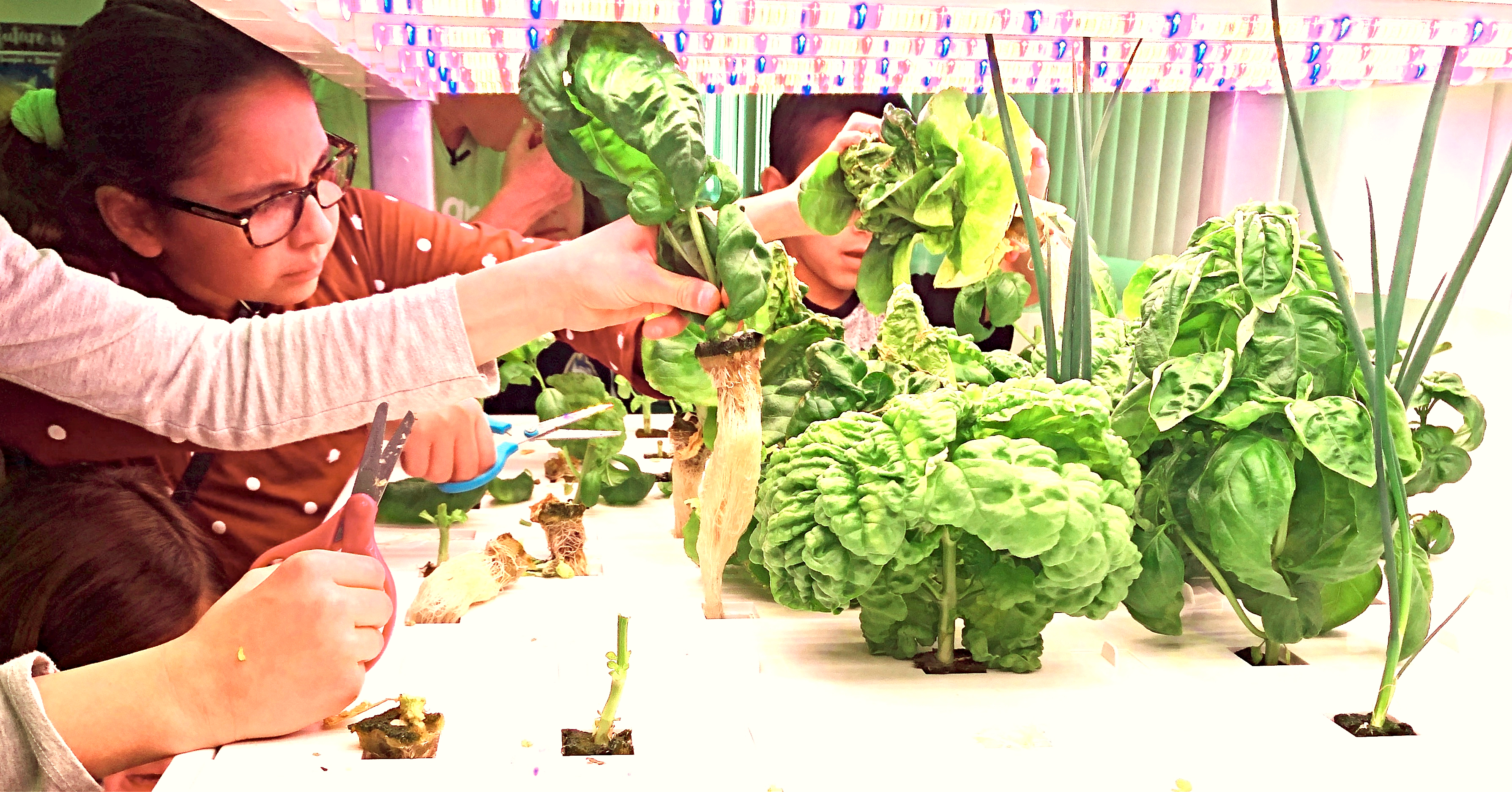 Nonprofit announces hydroponics programs for Nevada schools - Vimarsana News