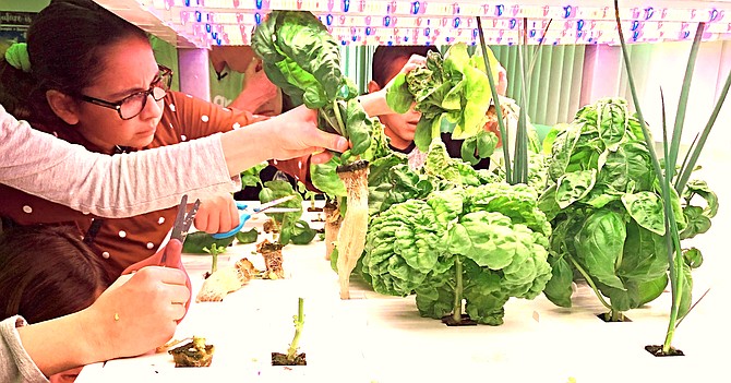 Las Vegas-based nonprofit Green Our Planet announces free hydroponics programs for all Title I schools in Nevada.