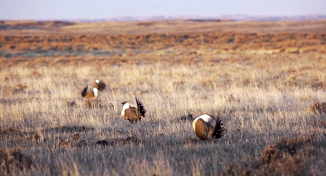 Desert Creek Ranch pastures are a designated grassland of special environmental significance and home to the Bi-State sage grouse, a species of paramount ecological importance.