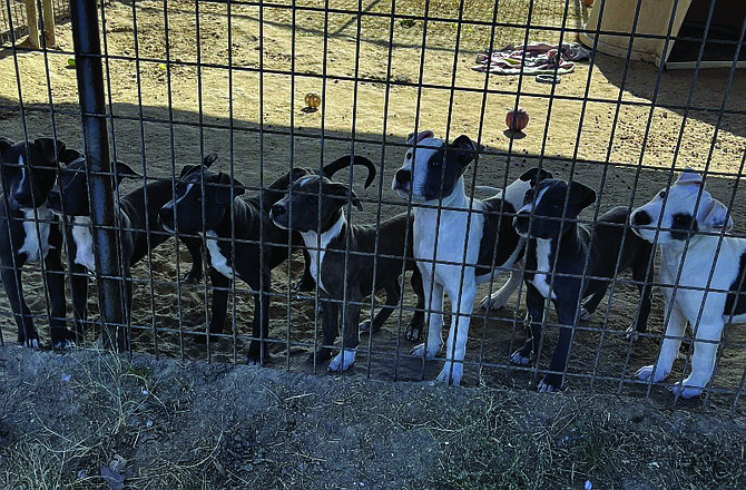 Puppies galore! We call the current litter the “tree batch.” Aspen, Birch, Cedar, Elm, Hickory, Maple, Oak and Willow are 13-week-old Pitbull-mix puppies available to foster. They are enthusiastic, adorable, and beautiful.