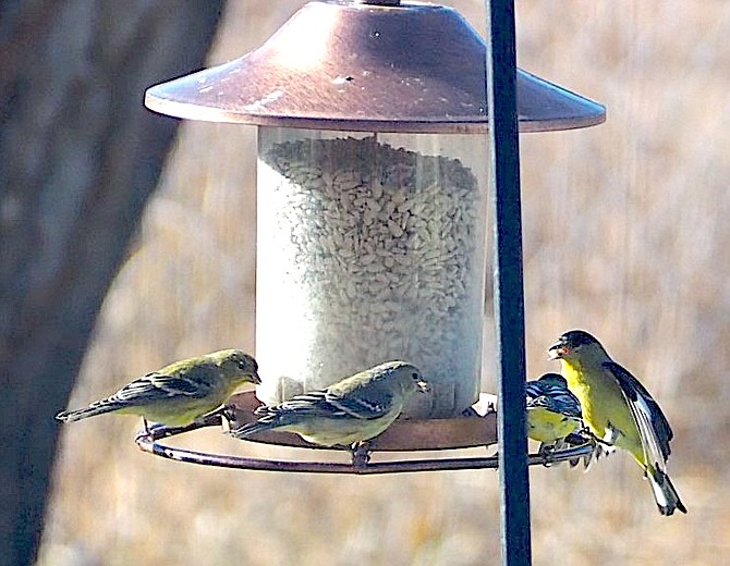 Dave Thomas' feeder is pretty popular among the winged set.