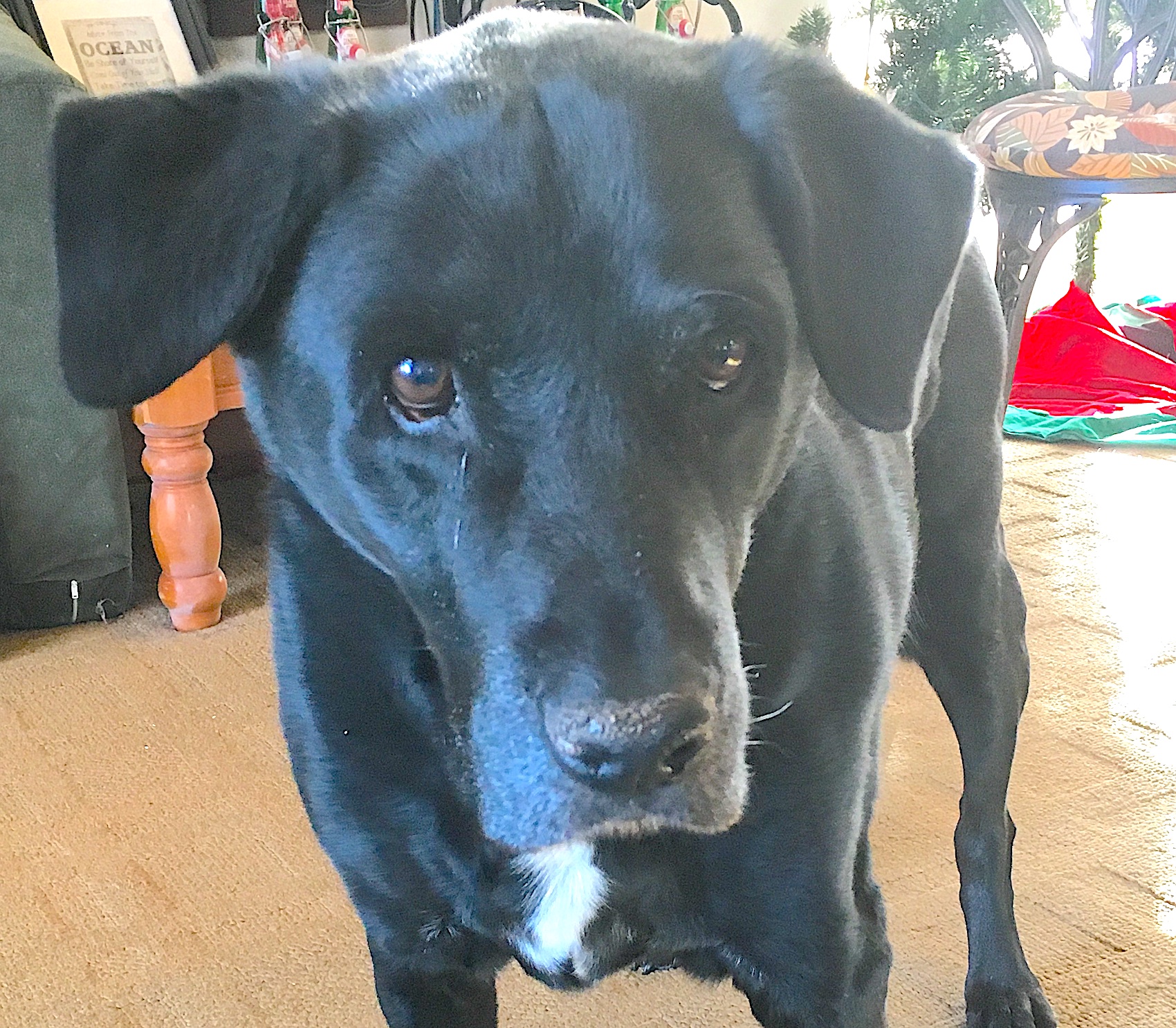 Dog respiratory illness prompts warning