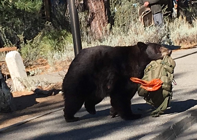 A black bear accustomed to human food and garbage runs off with a backpack at Taylor Creek Visitor Center.