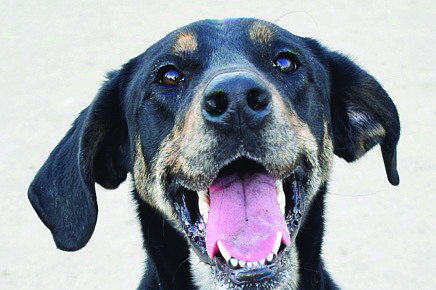 Smokey is a handsome two-year-old Coonhound/Lab mix that is fun, active, and enjoys playing. He loves people, children, and other dogs. He would do best in an active home where he exercises regularly. Make Christmas a joyful time with an enthusiastic new dog.