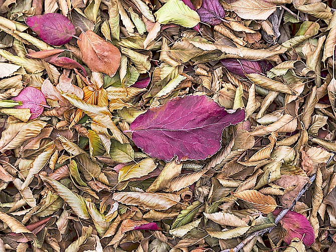 The last of the leaves in Minden before the wind arrived on Dec. 6. Photo special to The R-C by Jay Aldrich