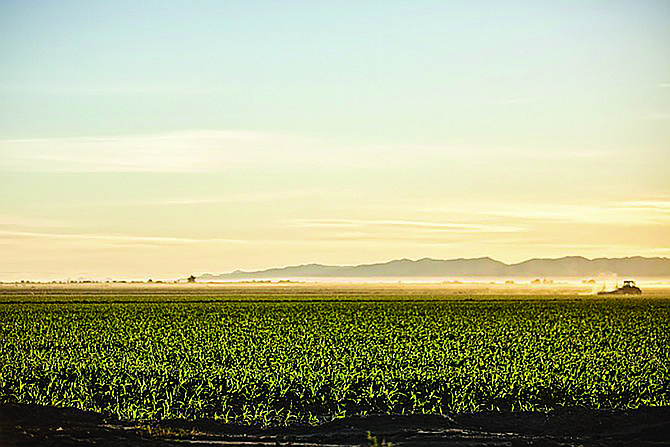 Corn field at Frey Ranch in Churchill County.