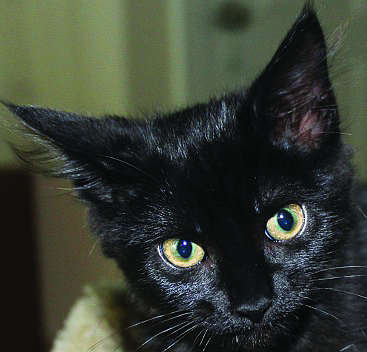 Nod is an adorable 5-month-old black cat with incredible golden eyes. She is friendly and affectionate. Nod enjoys petting and being with people.