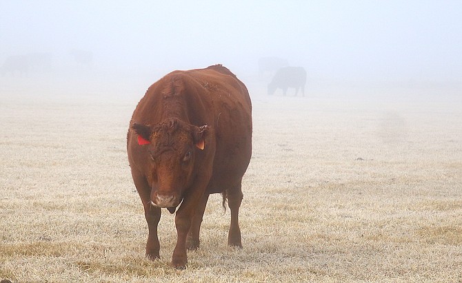 A cow stands in a foggy field south of Genoa Lane on Friday morning.