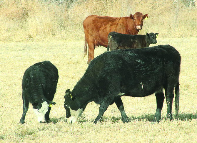 The annual Cattlemen’s Update makes its Northern Nevada swing in early January.