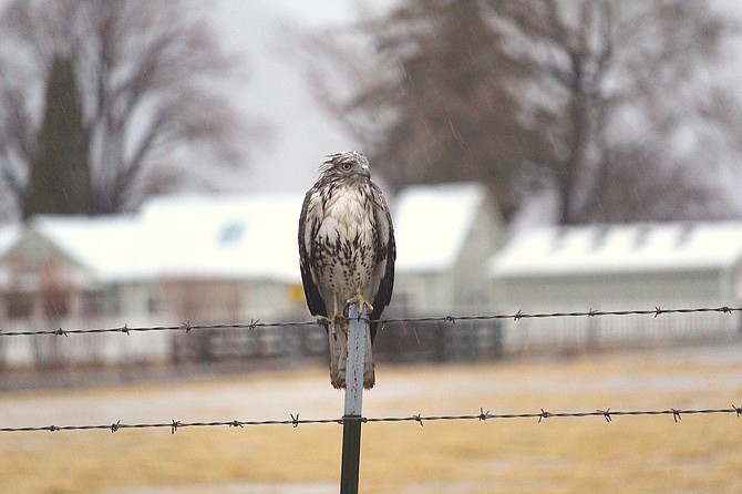 A wet hawk turned up on New Year’s Eve 2022, but the bird count was postponed due to a record storm.
