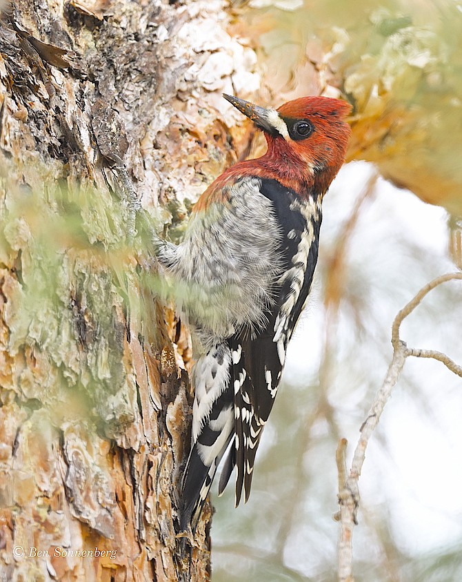 Audubon Christmas Bird County organizer Ben Sonnenberg took this photo of a red-breasted sapsucker on Sunday.