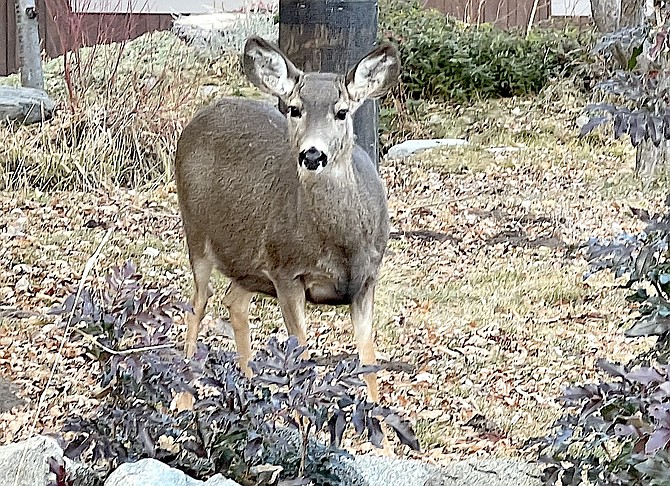 There's plenty of forage for deer and other critters out still at the beginning of 2024.