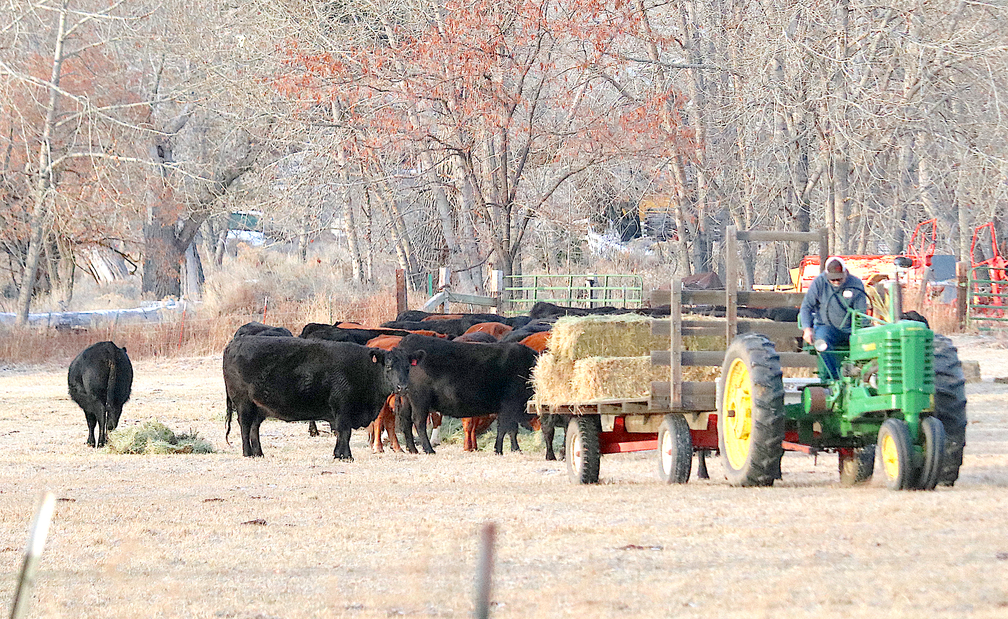 Cattleman's Update: 2024 could see stable beef market | Serving Carson City for over 150 years - Vimarsana News