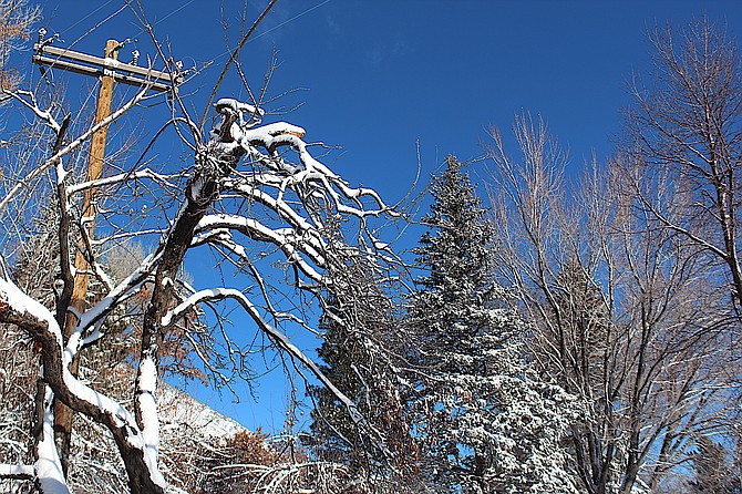 Snow sticks to a gnarled plum tree under blue skies on Sunday morning.