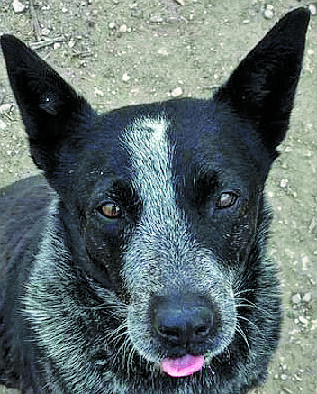 Ana is an adorable senior 9-12-year-old Heeler. She is very sweet, loves people, and enjoys being pet. Ana was primarily an outdoor dog at her previous home.