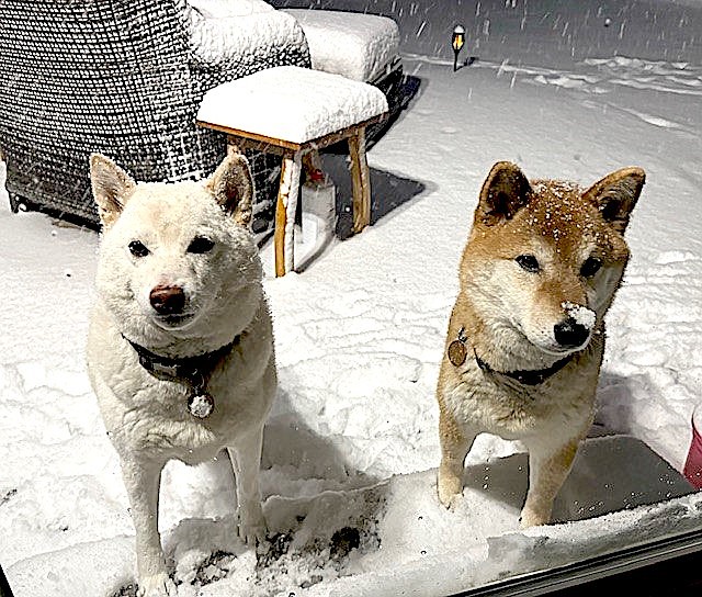 Shiba Inus' Skye and Sierra enjoy the snow coming down on Saturday evening. Photo special to The R-C by Christine Evanchik
