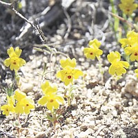 Carson Valley monkeyflower under consideration for listing