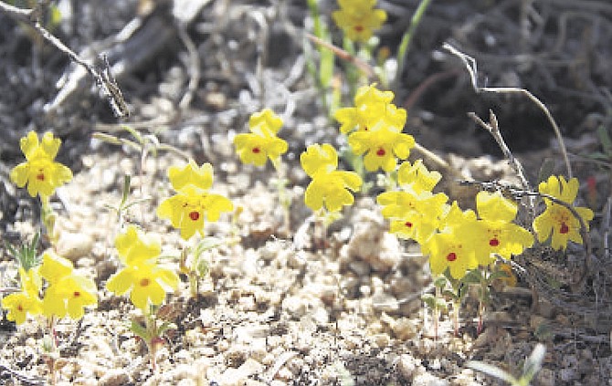The Carson Valley monkeyflower is the subject of a petition to list it as an endangered species.