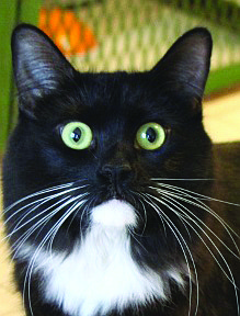 Calliope is a long-haired tuxedo and Clover (see LVN print edition) is a short-haired tuxedo. Both girls are 1.5 years old. These sisters are very sweet and like people. They enjoy playing, and Calliope enjoys being pet. They are looking for a home where they can be together because they are quite bonded.