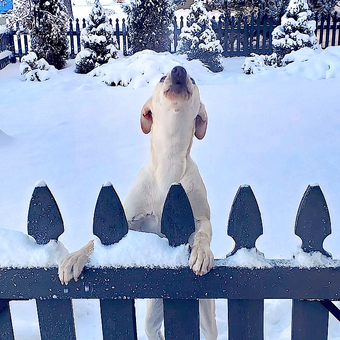 Resident Courtney Burrows sent in this picture of a dog howling on last Thursday's snow day.