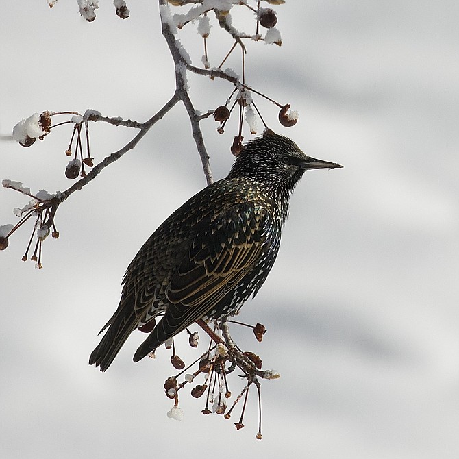 A common starling taken by Karen Martell.