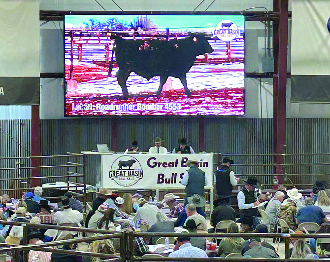 An image from the 2023 Great Basin Bull Sale.