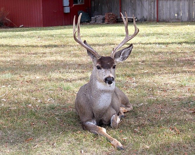 A buck relaxes in a yard north of Genoa on Sunday.