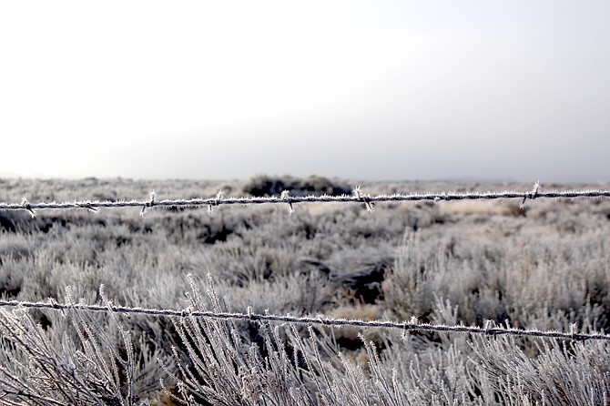 Ice crystals form pogonip on barbed wire along Genoa Lane on Jan. 16 after a freezing fog.