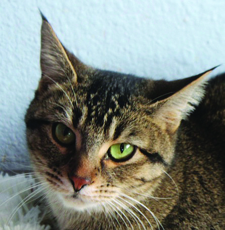 Ellie is an elegant 2 1/2-year-old tabby with enchanting green eyes and adorable ear tufts. She is a bit reserved and quiet but enjoys people. Her idea of a great time is having you pet her while sitting on your lap.