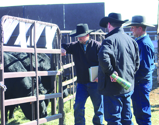 Potential buyers heck out one of the bulls at the 2023 Great Basin Bull Sale.