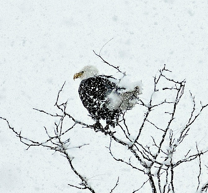 Gardnerville Ranchos resident Matt McClintock captured this photo of an eagle sitting in a tree during a snow storm. It's a reminder that Eagles and Agriculture starts Thursday.