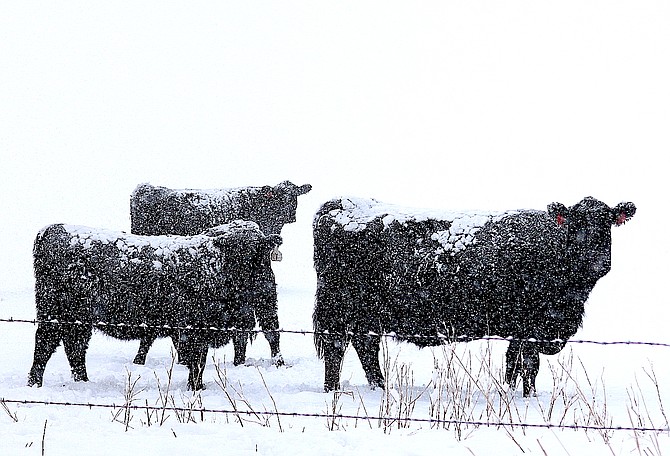 Angus cows south of Muller Lane weather Sunday's storm.