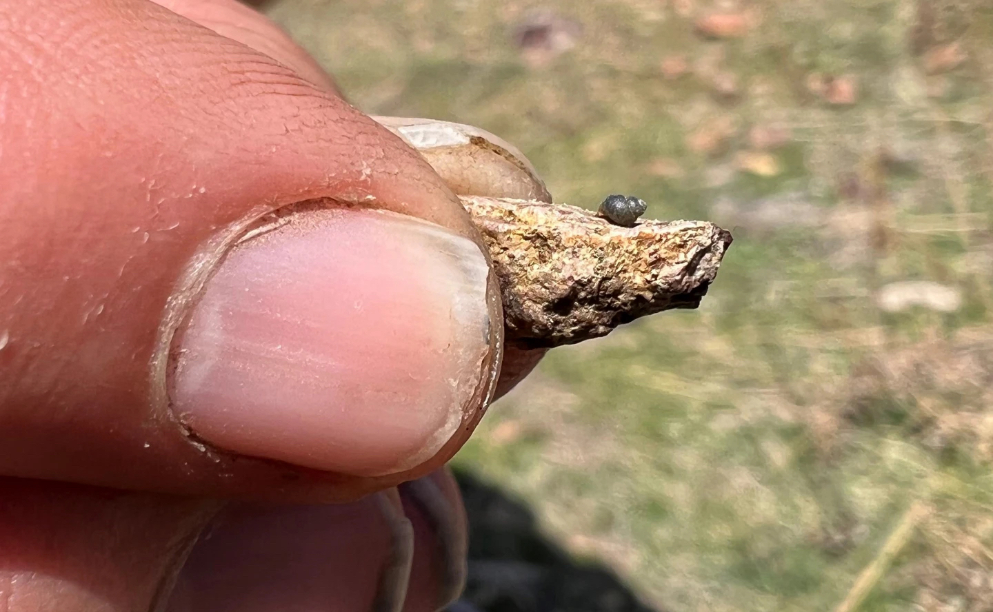 Feds consider protecting snail near lithium mine - Vimarsana News