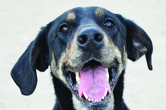 Smokey is a handsome 2-year-old Coonhound/Lab mix who is fun, active and enjoys playing. He loves people, children, and other dogs. He would do best in an active home where he exercises regularly.