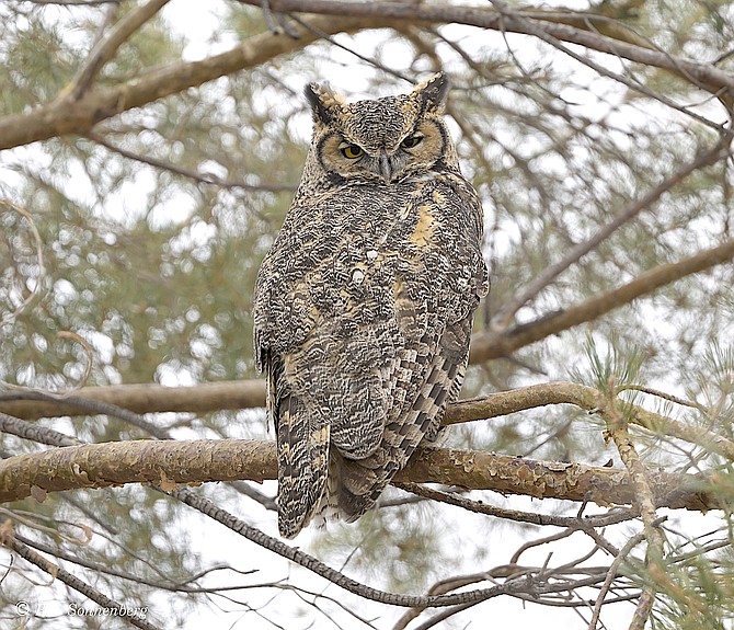A great horned owl on Dec. 31, 2023, during the Audubon Society's Christmas Bird Count. Photo special to The R-C by Ben Sonnenberg
