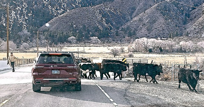 Cattle loose near Muller Lane and Foothill Road on Thursday. Photo special to The R-C by Kathy Schuman