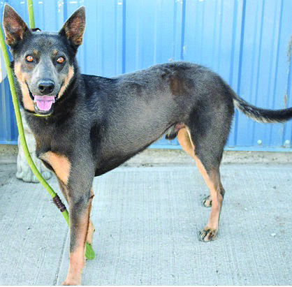 Leroy is a perky 2-year-old Shepherd Mix. He is a little shy around new people but warms up quickly and wants to make friends. Leroy can be anxious about car rides and new places, but he adjusts, as he gets more familiar with the routine. He would do best in an adult-only home or a home with older children.