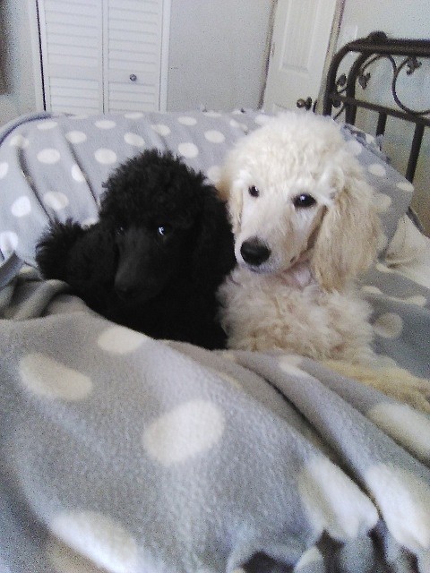 Akc store poodle puppies