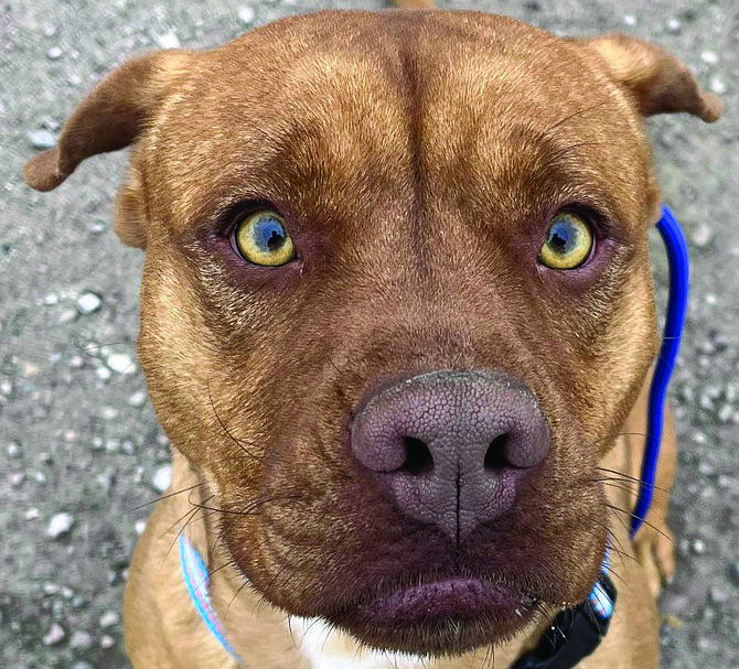 Blue is a handsome 2-year-old Pitbull/Lab Mix with golden eyes. He is a little shy around new people but warms up quickly and wants to make friends. He is a hugger and sweet boy.